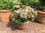 Rhododendron ‚Bloombux‘ ® (Pink), 10-15 cm, Rhododendron micranthum ‚Bloombux‘ ® (Pink), Topfware