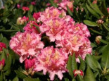 Rhododendron ‚Brasilia‘, 40-50 cm, Rhododendron Hybride ‚Brasilia‘, Containerware