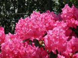 Rhododendron ‚Caruso‘ ®, 40-50 cm, Rhododendron Hybride ‚Caruso‘ ®, Containerware