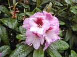 Rhododendron ‚Cassata‘, 25-30 cm, Rhododendron Hybride ‚Cassata‘, Containerware