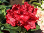 Rhododendron ‚Cherry Kiss‘ ®, 40-50 cm, Rhododendron Hybride ‚Cherry Kiss‘ ®, Containerware