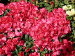 Rhododendron ‚Debbie Dane‘, 25-30 cm, Rhododendron yakushimanum ‚Debbie Dane‘, Containerware