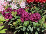Rhododendron ‚Dramatic Dark‘ ®, 30-40 cm, Rhododendron Hybride ‚Dramatic Dark‘ ®, Containerware