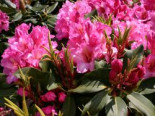 Rhododendron ‚Duke of York‘, 40-50 cm, Rhododendron Hybride ‚Duke of York‘, Containerware