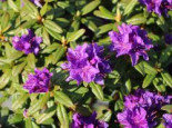 Rhododendron ‚Enziana‘, 20-25 cm, Rhododendron russatum ‚Enziana‘, Containerware