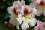 Rhododendron ‚Extraordinaire‘, 30-40 cm, Rhododendron Hybride ‚Extraordinaire‘, Containerware