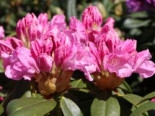 Rhododendron ‚Frentano‘ ®, 30-40 cm, Rhododendron Hybride ‚Frentano‘  ®, Containerware