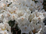 Rhododendron ‚Gartendirektor Rieger‘, 30-40 cm, Rhododendron williamsianum ‚Gartendirektor Rieger‘, Containerware
