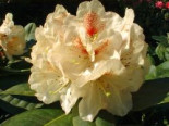 Rhododendron ‚Goldbukett‘, 25-30 cm, Rhododendron Hybride ‚Goldbukett‘, Containerware