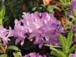 Rhododendron ‚Govenianum‘, 25-30 cm, Rhododendron ‚Govenianum‘  (Azaleodendron), Containerware