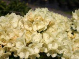 Rhododendron ‚Graf Lennart‘, 25-30 cm, Rhododendron Hybride ‚Graf Lennart‘, Containerware