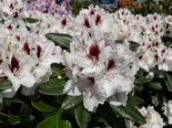 Rhododendron ‚Hachmann’s Picobello‘ ®, 30-40 cm, Rhododendron Hybride ‚Hachmann’s Picobello‘ ®, Containerware
