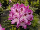 Rhododendron ‚Helen Martin‘, 30-40 cm, Rhododendron Hybride ‚Helen Martin‘, Containerware