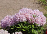 Rhododendron ‚INKARHO ® – Dufthecke‘ rosa, 30-40 cm, Rhododendron Hybride ‚INKARHO ® – Dufthecke‘ rosa, Containerware