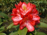 Rhododendron ‚Junifeuer‘, 30-40 cm, Rhododendron Hybride ‚Junifeuer‘, Containerware