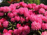Rhododendron ‚Kalinka‘, Stamm 80 cm, Rhododendron yakushimanum ‚Kalinka‘, Stämmchen