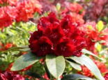 Rhododendron ‚Karl Naue‘, 30-40 cm, Rhododendron Hybride ‚Karl Naue‘, Containerware