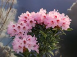 Rhododendron ‚Kromlauer Parkperle‘, 40-50 cm, Rhododendron Hybride ‚Kromlauer Parkperle‘, Containerware