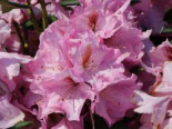Rhododendron ‚Lavender Princess‘, 40-50 cm, Rhododendron Hybride ‚Lavender Princess‘, Containerware