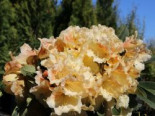 Rhododendron ‚Loch Tay‘, 25-30 cm, Rhododendron Hybride ‚Loch Tay‘, Containerware