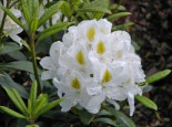 Rhododendron ‚Madame Masson‘, 50-60 cm, Rhododendron Hybride ‚Madame Masson‘, Containerware