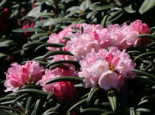 Rhododendron ‚Makiyak‘, 25-30 cm, Rhododendron makinoi ‚Makiyak‘, Containerware