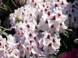 Rhododendron ‚Marsalla‘, 30-40 cm, Rhododendron Hybride ‚Marsalla‘, Containerware