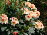 Rhododendron ‚Marylou‘, 25-30 cm, Rhododendron Hybride ‚Marylou‘, Containerware