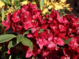 Rhododendron ‚Matador‘, 25-30 cm, Rhododendron Hybride ‚Matador‘, Containerware