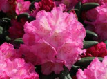 Rhododendron ‚Mazurka‘, 25-30 cm, Rhododendron Hybride ‚Mazurka‘, Containerware