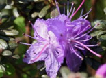 Rhododendron ‚Moerheim‘, 20-25 cm, Rhododendron impeditum ‚Moerheim‘, Containerware