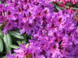 Rhododendron ‚Mogambo‘, 30-40 cm, Rhododendron Hybride ‚Mogambo‘, Containerware