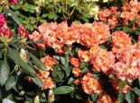 Rhododendron ‚Orange Flirt‘, 30-40 cm, Rhododendron Hybride ‚Orange Flirt‘, Containerware