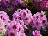 Rhododendron ‚Pfauenauge‘ ®, 25-30 cm, Rhododendron Hybride ‚Pfauenauge‘ ®, Containerware