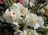 Rhododendron ‚Phyllis Korn‘, 40-50 cm, Rhododendron Hybride ‚Phyllis Korn‘, Containerware