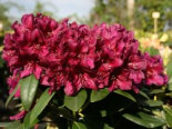 Rhododendron ‚Polarnacht‘, 25-30 cm, Rhododendron Hybride ‚Polarnacht‘, Containerware