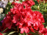 Rhododendron ‚Rabatz‘ ®, 30-40 cm, Rhododendron Hybride ‚Rabatz‘ ®, Containerware
