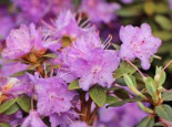 Rhododendron ‚Ramapo‘, 25-30 cm, Rhododendron impeditum ‚Ramapo‘, Containerware