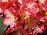 Rhododendron ‚Raphaela‘, 30-40 cm, Rhododendron Hybride ‚Raphaela‘, Containerware