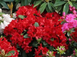 Rhododendron ‚Rotkäppchen‘, 25-30 cm, Rhododendron repens ‚Rotkäppchen‘, Containerware
