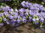 Rhododendron ‚Saphirblau‘, 25-30 cm, Rhododendron augustinii ‚Saphirblau‘, Containerware