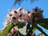 Rhododendron ‚Sarastro‘, 20-25 cm, Rhododendron calophytum ‚Sarastro‘, Containerware