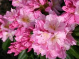 Rhododendron ‚Scintillation‘, 30-40 cm, Rhododendron Hybride ‚Scintillation‘, Containerware