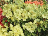 Rhododendron ‚Simson‘, 40-50 cm, Rhododendron Hybride ‚Simson‘, Containerware