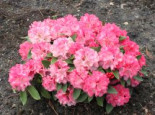 Rhododendron ‚Tina Heinje‘, 30-40 cm, Rhododendron yakushimanum ‚Tina Heinje‘, Containerware