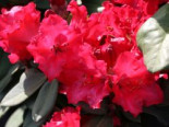 Rhododendron ‚Tromba‘, 25-30 cm, Rhododendron williamsianum ‚Tromba‘, Containerware