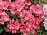 Rhododendron ‚Wine and Roses‘, 25-30 cm, Rhododendron neriiflorum ‚Wine and Roses‘, Containerware