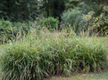 Riesen Wald Segge, Carex pendula, Topfware