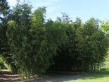 Riesenbambus / Grünrohr Bambus, 150-200 cm, Phyllostachys bissetii, Containerware