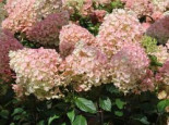Rispenhortensie ‚Living Little Blossom‘, Hydrangea paniculata ‚Living Little Blossom‘, Containerware